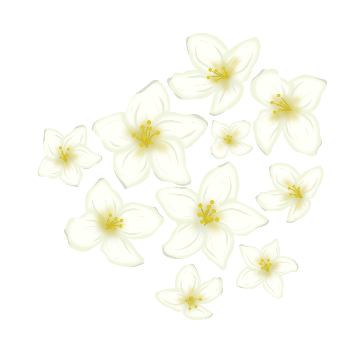 —Pngtree—jasmine flower spread without leaves 5992881