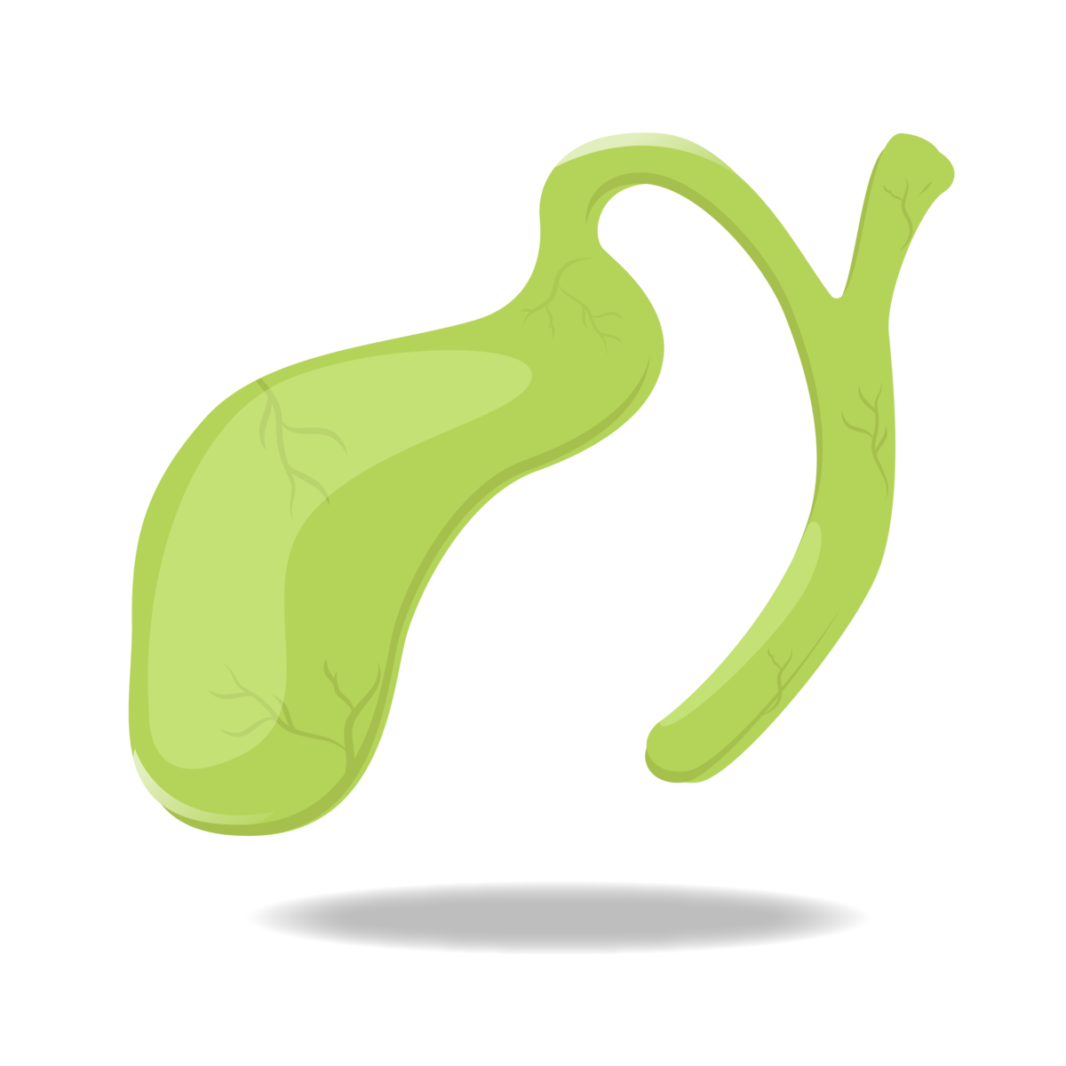 —Pngtree—green human organ gallbladder 4740217 1