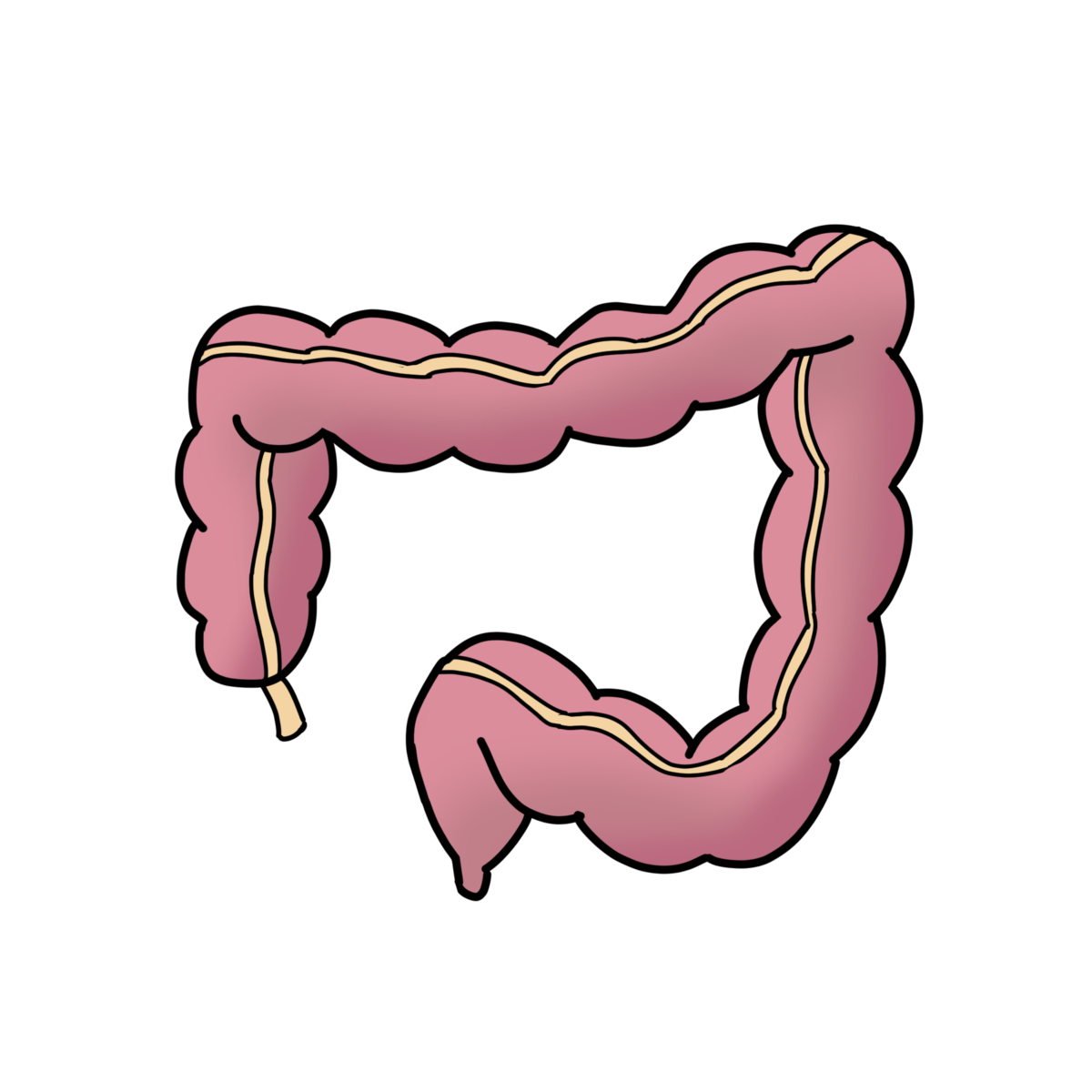 —Pngtree—human body with full organs 4711672 1