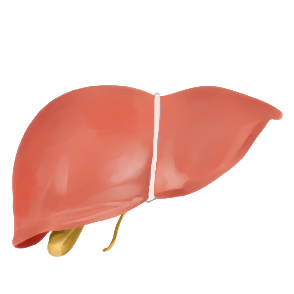 —Pngtree—human organ liver illustration 4700631 1