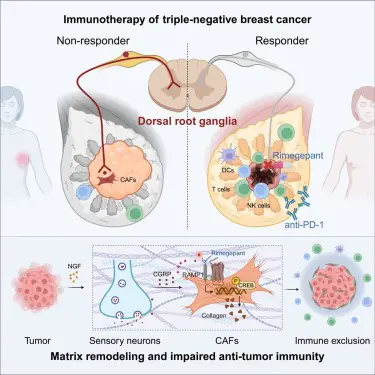 三陰性乳癌也跟著感覺走 治療偏頭痛藥物助力免疫治療 1 202603080103