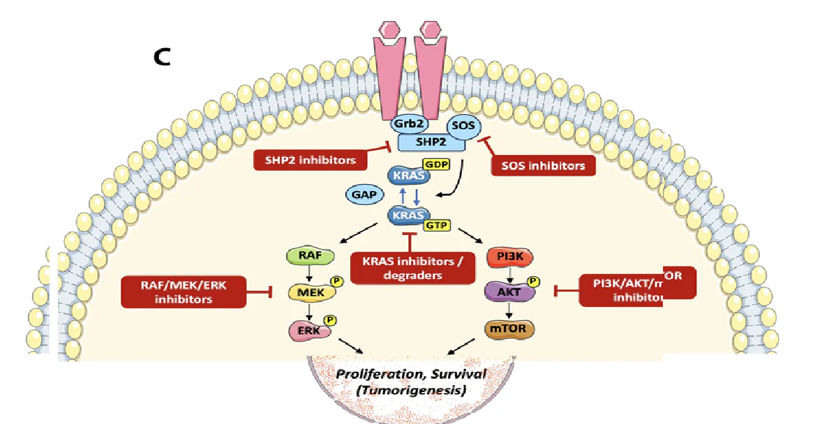 認識KRAS Q61H基因突變於大腸直腸癌的角色 1 202603080301