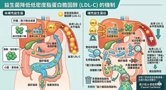 腸道裡的「血脂調節器」:益生菌與脂質代謝的微觀對話 1 20260528004