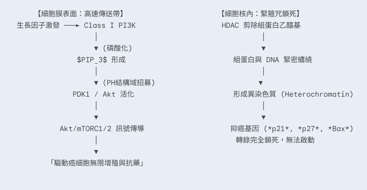雙劍合璧的抗癌降魔術:從小分子雜合體「CUDC-907」看表觀遺傳與 PI3K 訊號通路的協同阻擊戰 2 0001 36