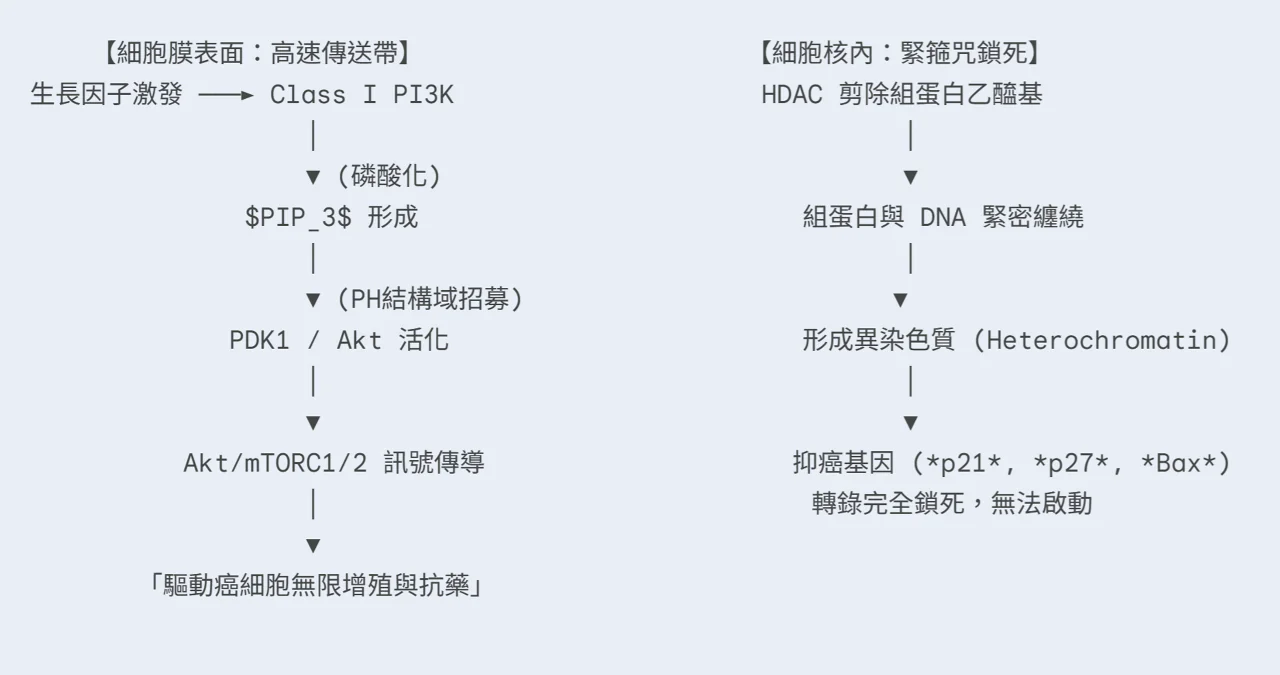 雙劍合璧的抗癌降魔術:從小分子雜合體「CUDC-907」看表觀遺傳與 PI3K 訊號通路的協同阻擊戰 4 0001 37