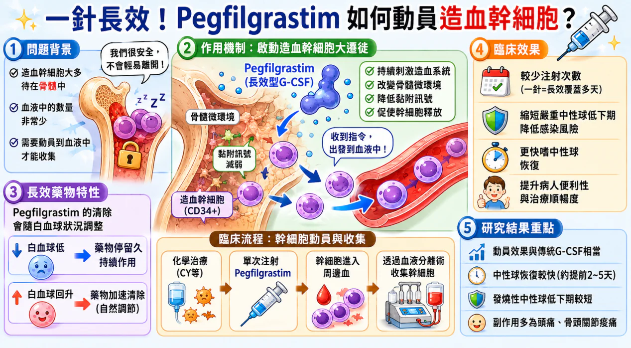 認識 Pegfilgrastim 如何啟動造血幹細胞「大遷徙」 1 0003 3