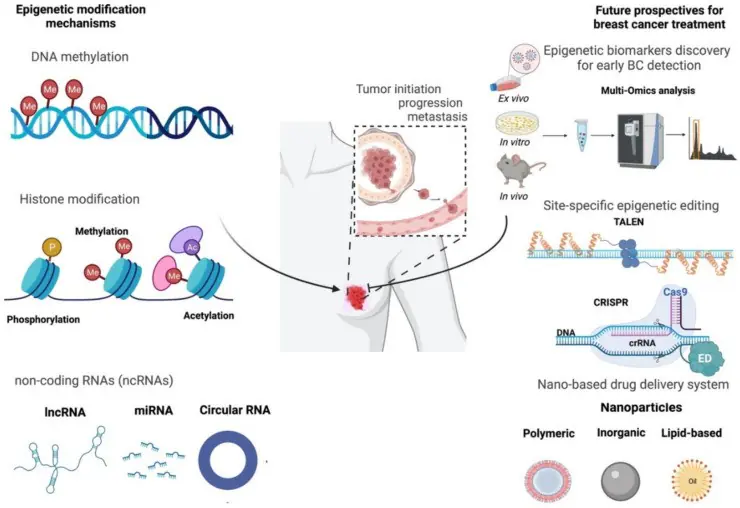 守門人的隱形標籤:循環腫瘤 DNA 甲基化在乳癌早期篩檢與精準診斷中的範式轉換 2 0005 3