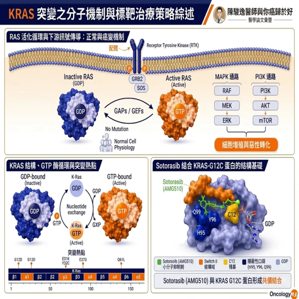 從「不可靶向」到「精密關門防守」:破解 KRAS G12C 變異的分子機制與標靶治療新策略 2 00001 1