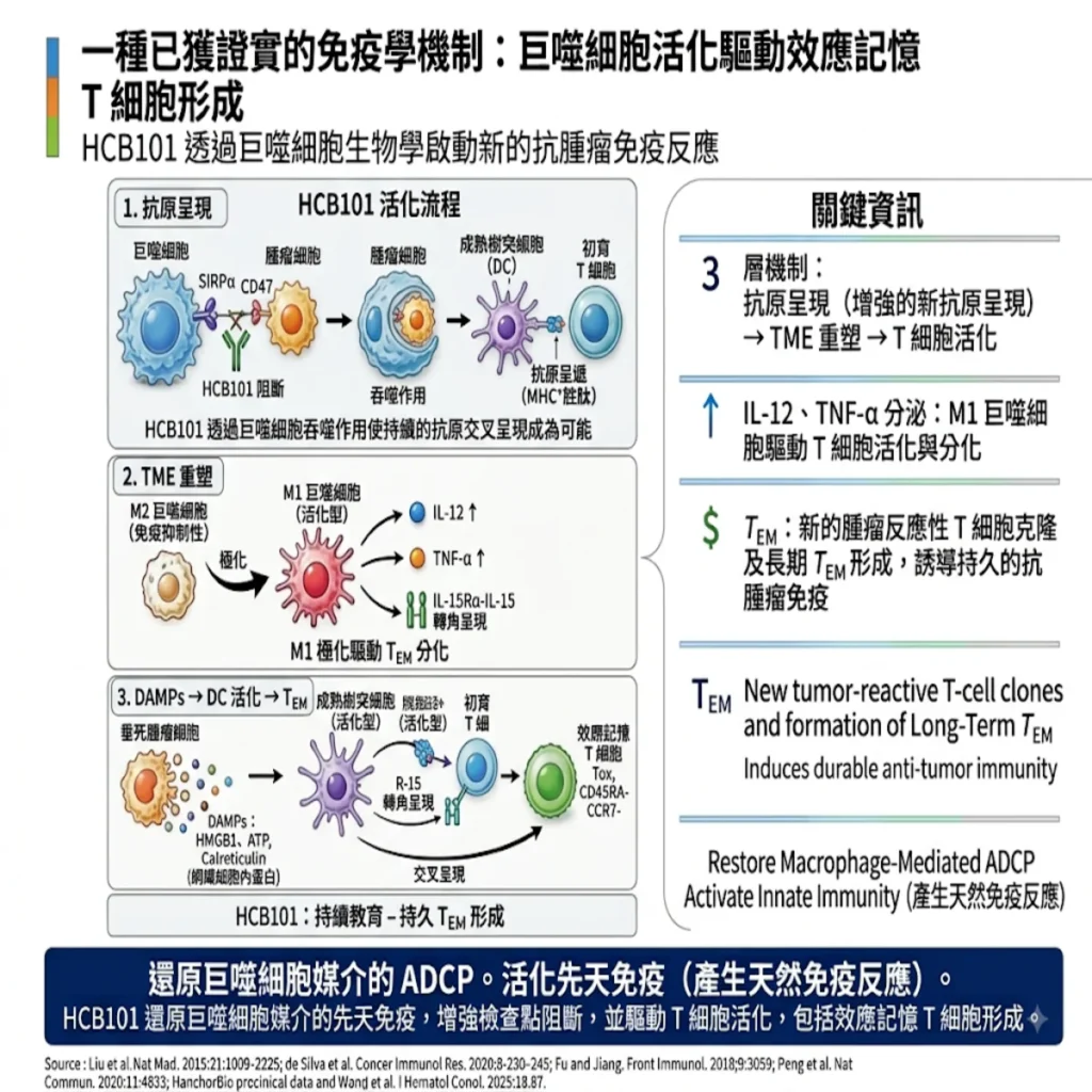 破局腫瘤微環境:看以巨噬細胞為核心的 HCB101 是如何重塑抗腫瘤免疫與驅動效應記憶 T 細胞生成 2 0001 50