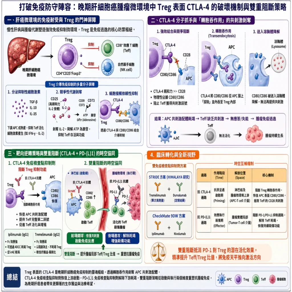 打破免疫防守陣容:晚期肝癌腫瘤微環境中Treg 表面CTLA-4 的破壞機制與雙重阻斷策略 2 0021 10 1