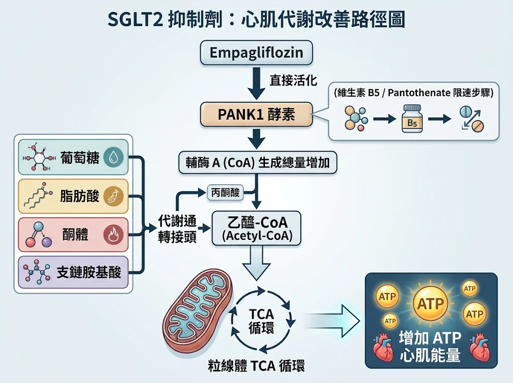 當心臟能量補給線陷入癱瘓:SGLT-2 抑制劑活化 PANK1 與重建心肌代謝能量池的全新解解方案 1 0021 2