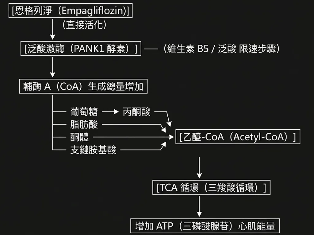 當心臟能量補給線陷入癱瘓:SGLT-2 抑制劑活化 PANK1 與重建心肌代謝能量池的全新解解方案 2 0021 3