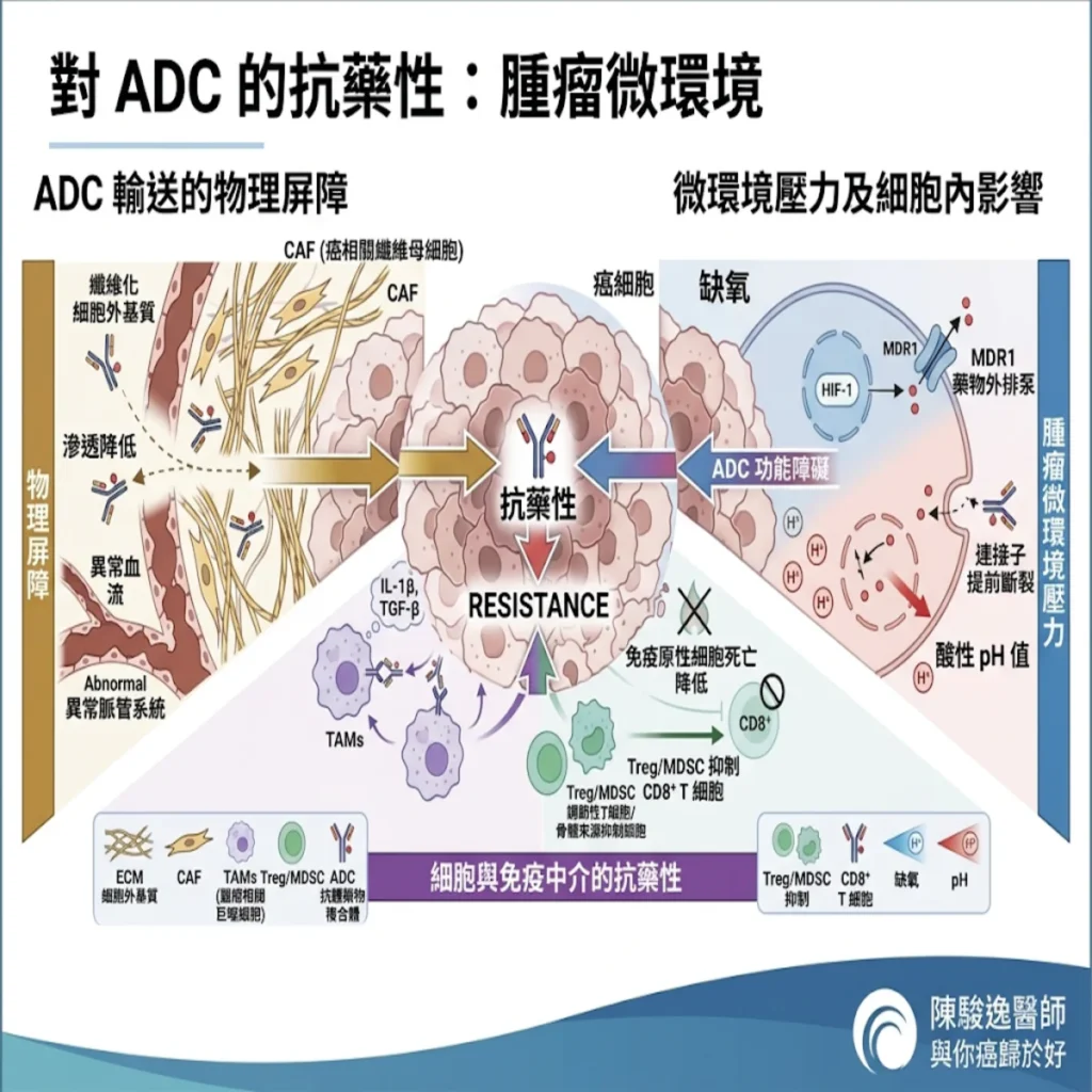 當「生物導彈」遇到違章建築:破解抗體藥物複合體(ADC)在腫瘤微環境中的抗藥迷局與新應對策略 6 0021 56