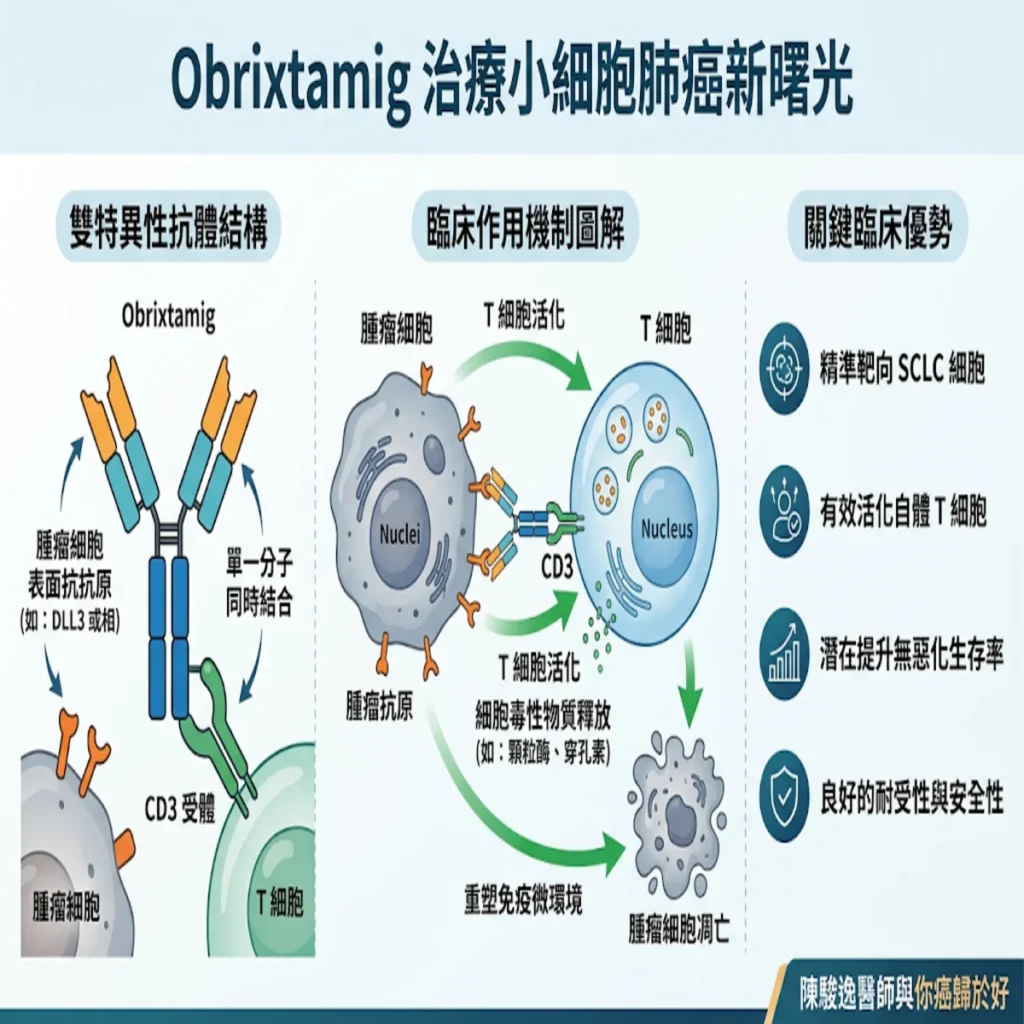 突破小細胞肺癌的雙特異性抗體新星:解析 Obrixtamig 的治療新曙光 2 00022 22