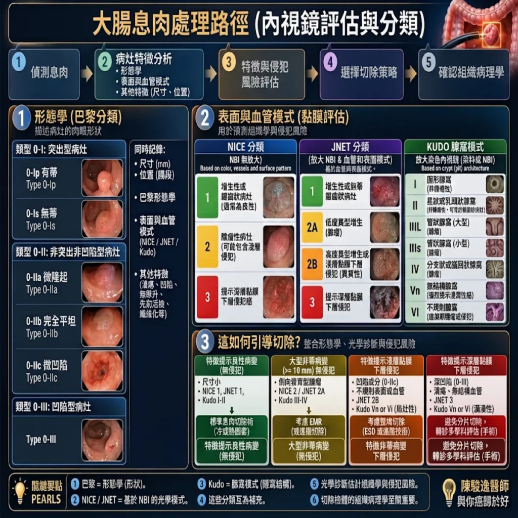 拆解大腸息肉的「照妖鏡」:腫瘤科醫師帶你看懂內視鏡分型與防癌攻略 2 0021 2026 10 12T153120.176